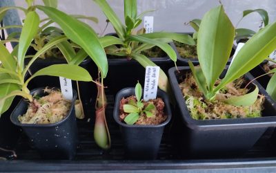 A Blooming Passion: Growing Carnivorous Plants in Singapore